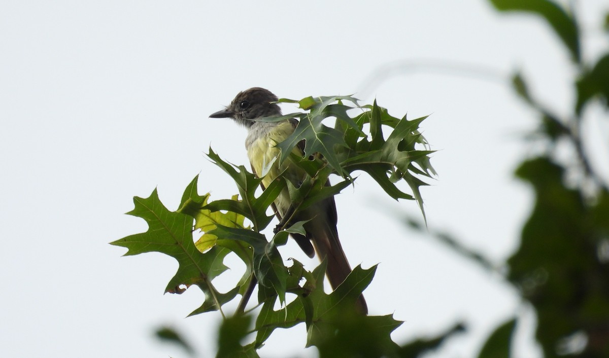 Great Crested Flycatcher - ML640938810