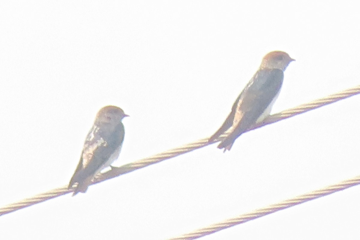 Streak-throated Swallow - ML640938816