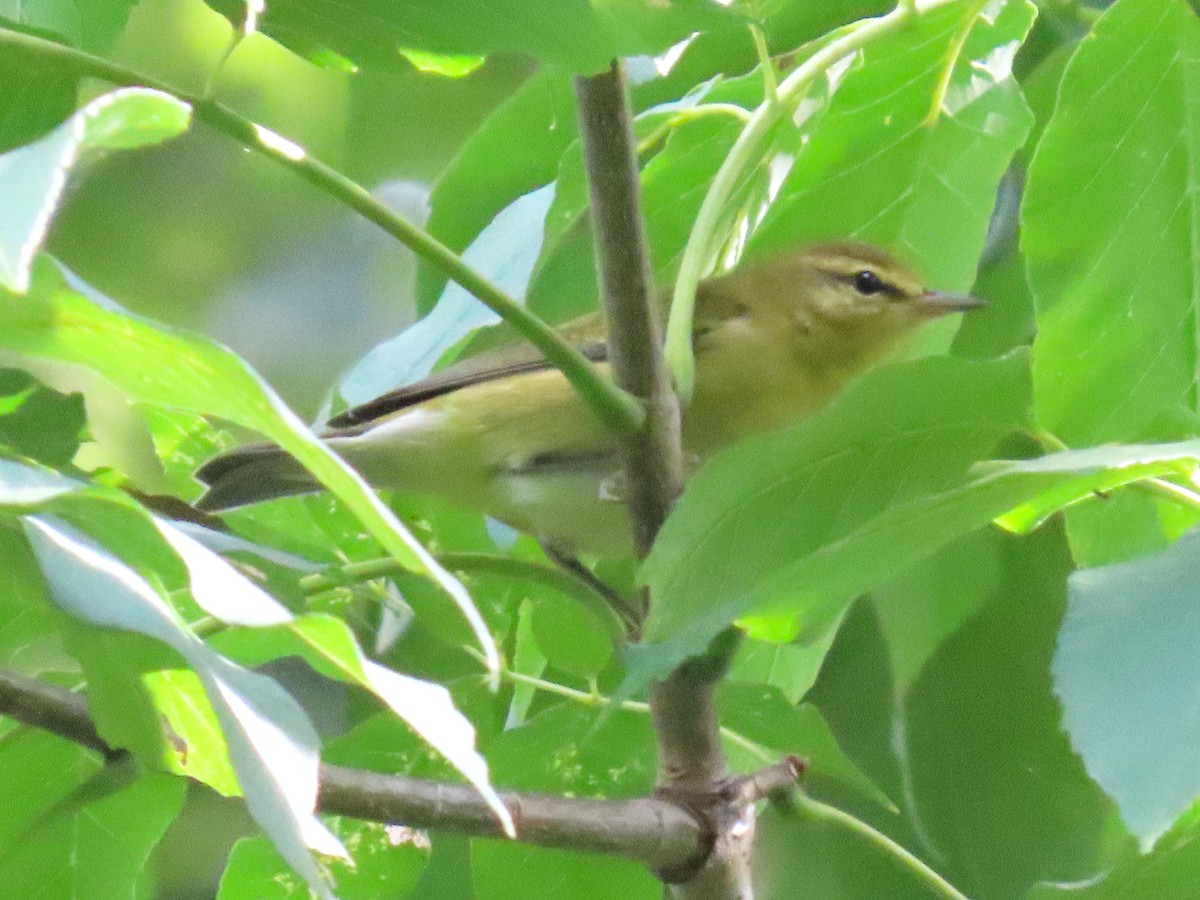 Tennessee Warbler - ML640938829