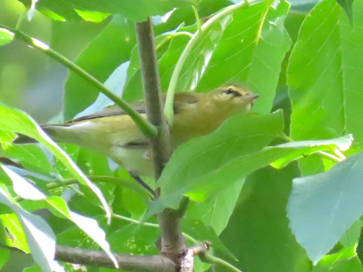 Tennessee Warbler - ML640938830