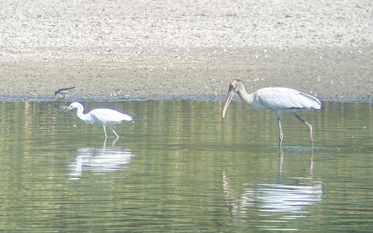 Wood Stork - ML640938840