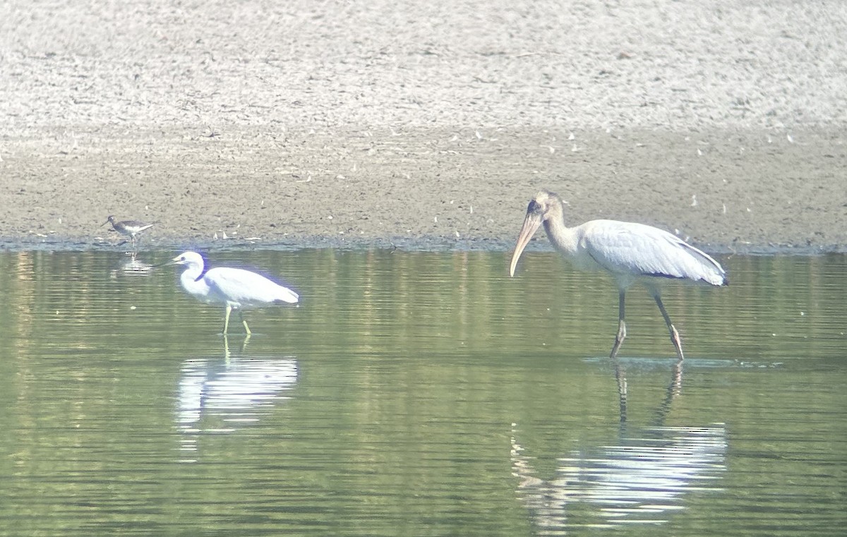 Wood Stork - ML640938841