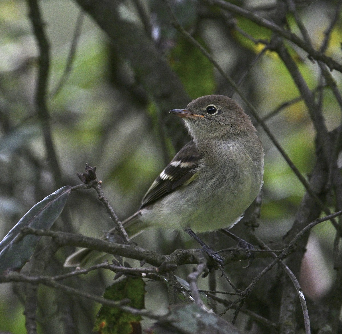 Mountain Elaenia - ML640938902