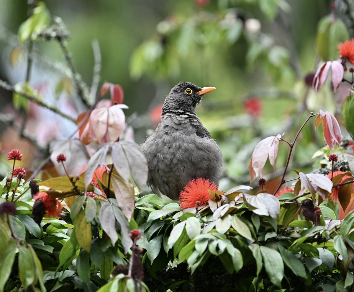 Riesendrossel - ML640938928