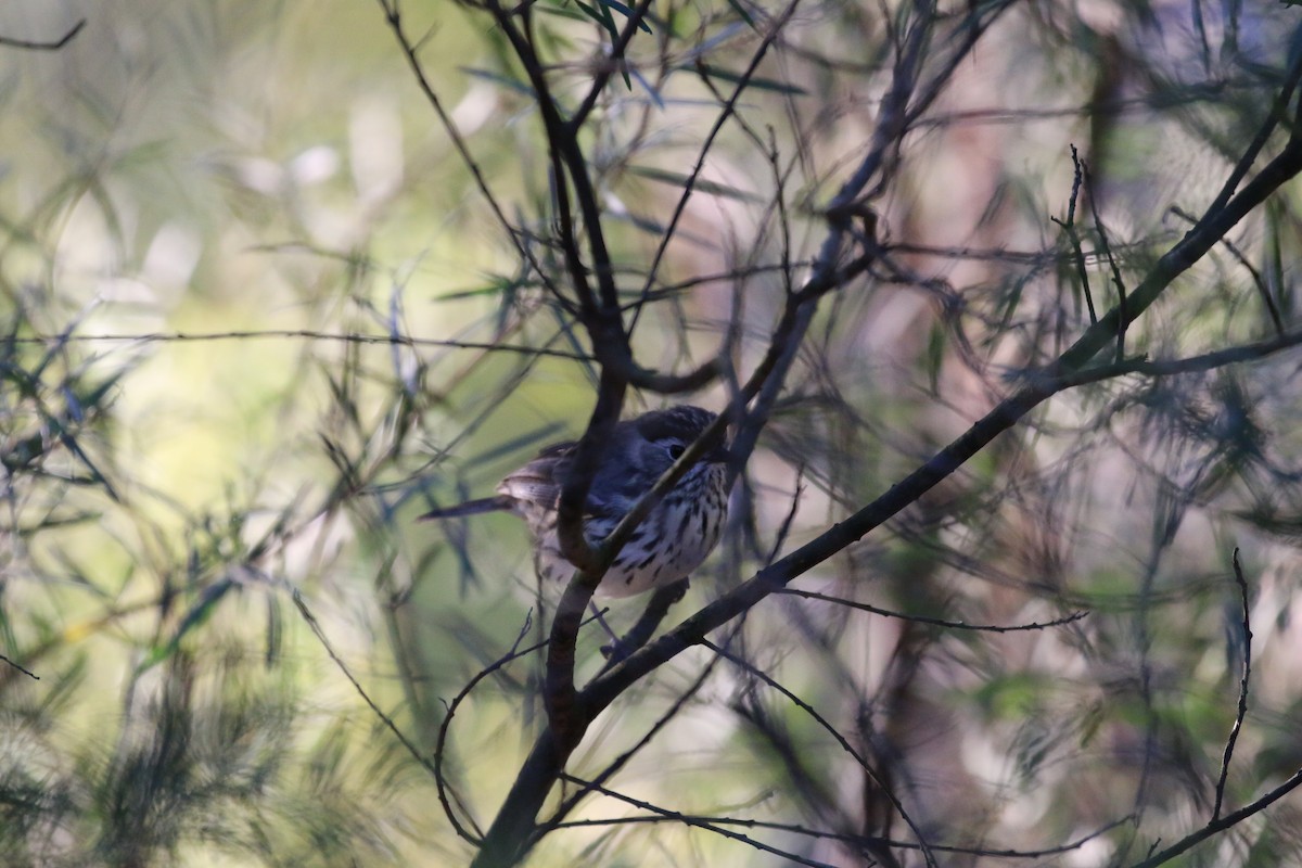 Speckled Warbler - ML640938947