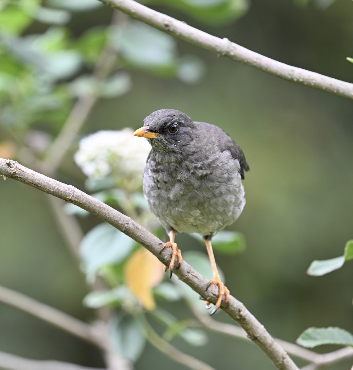 Riesendrossel - ML640938949