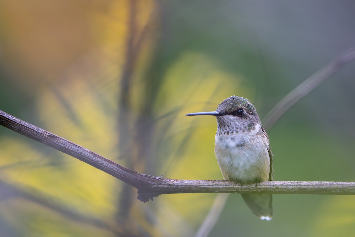 Ruby-throated Hummingbird - ML640938960