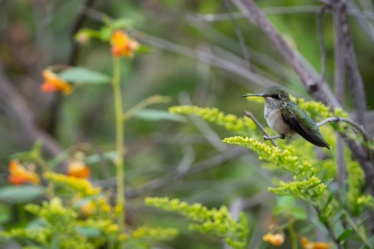 Ruby-throated Hummingbird - ML640938967