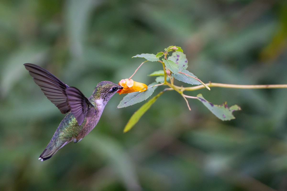 Ruby-throated Hummingbird - ML640938972