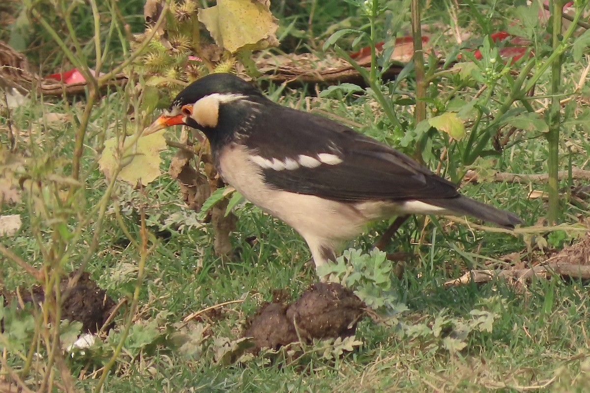 Indian Pied Starling - ML640938975