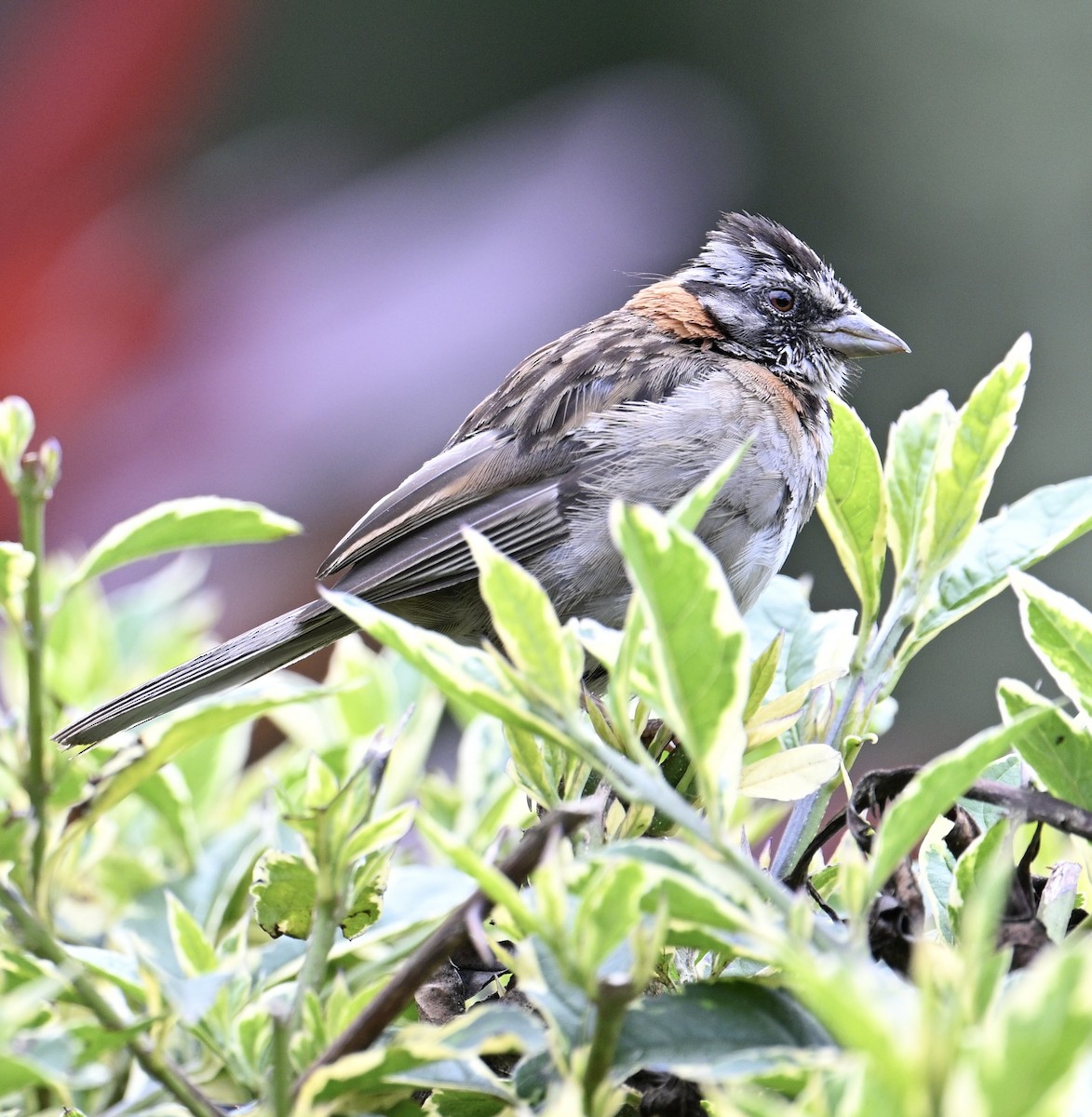 Rufous-collared Sparrow - ML640938992