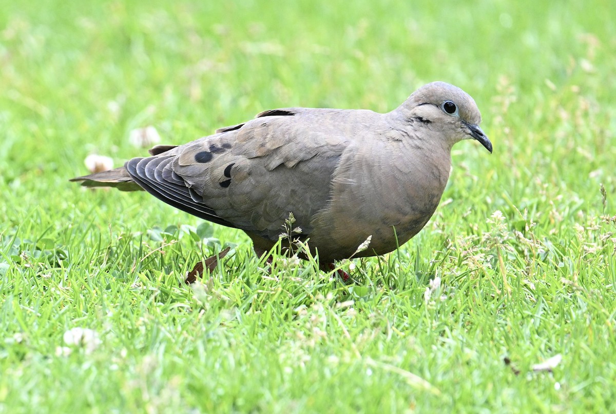 Eared Dove - ML640939001