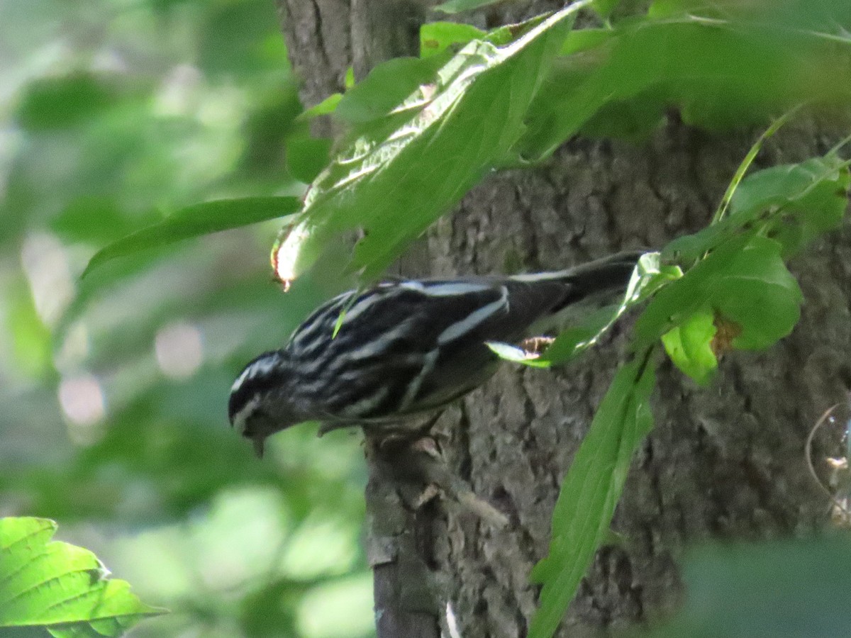 Black-and-white Warbler - ML640939018