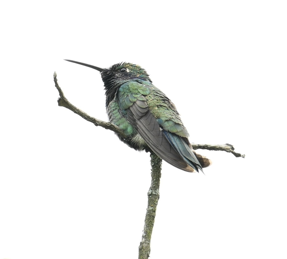 Sparkling Violetear - ML640939023