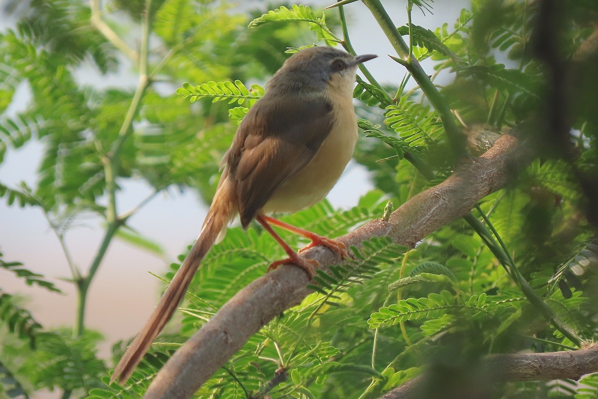 Ashy Prinia - ML640939033
