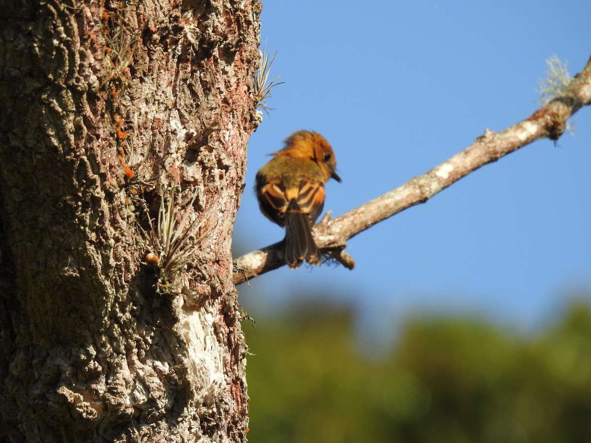 Cinnamon Flycatcher - ML640939090