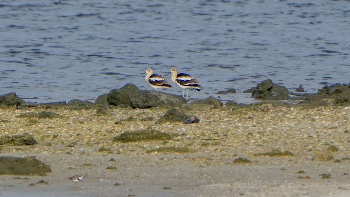 American Avocet - ML640939118