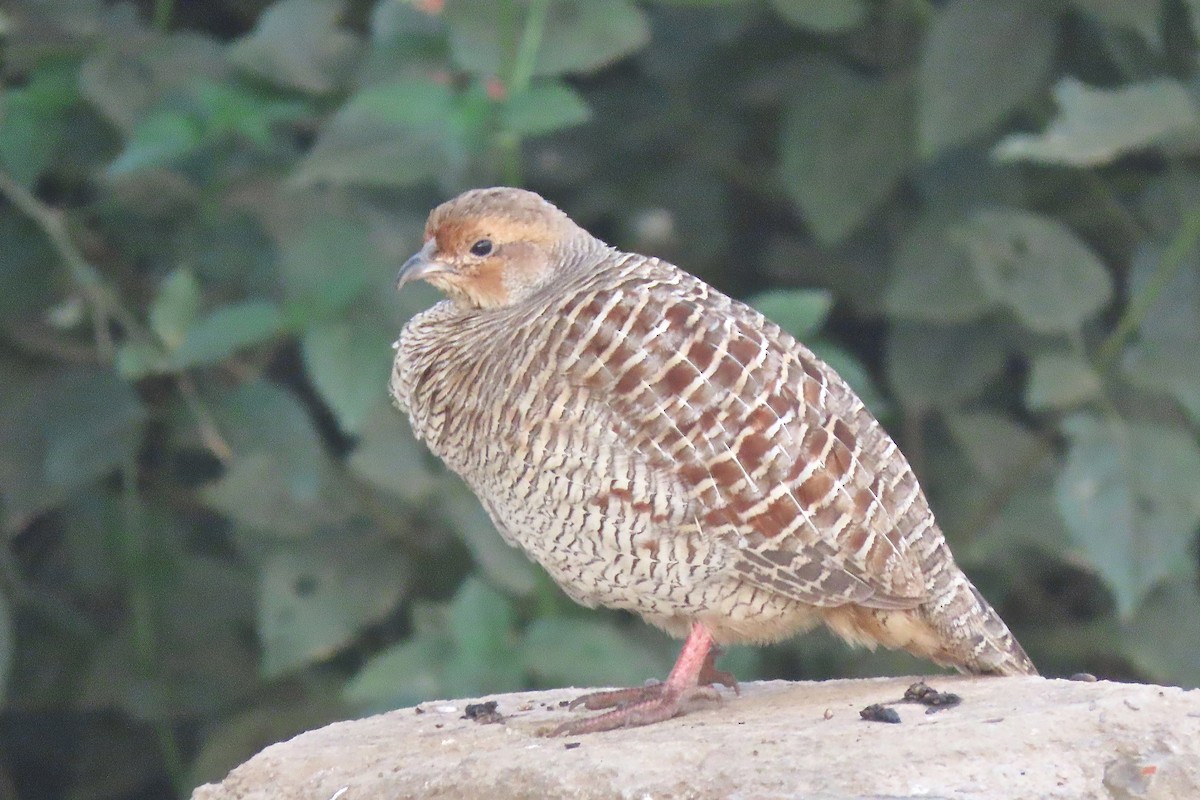Gray Francolin - ML640939138