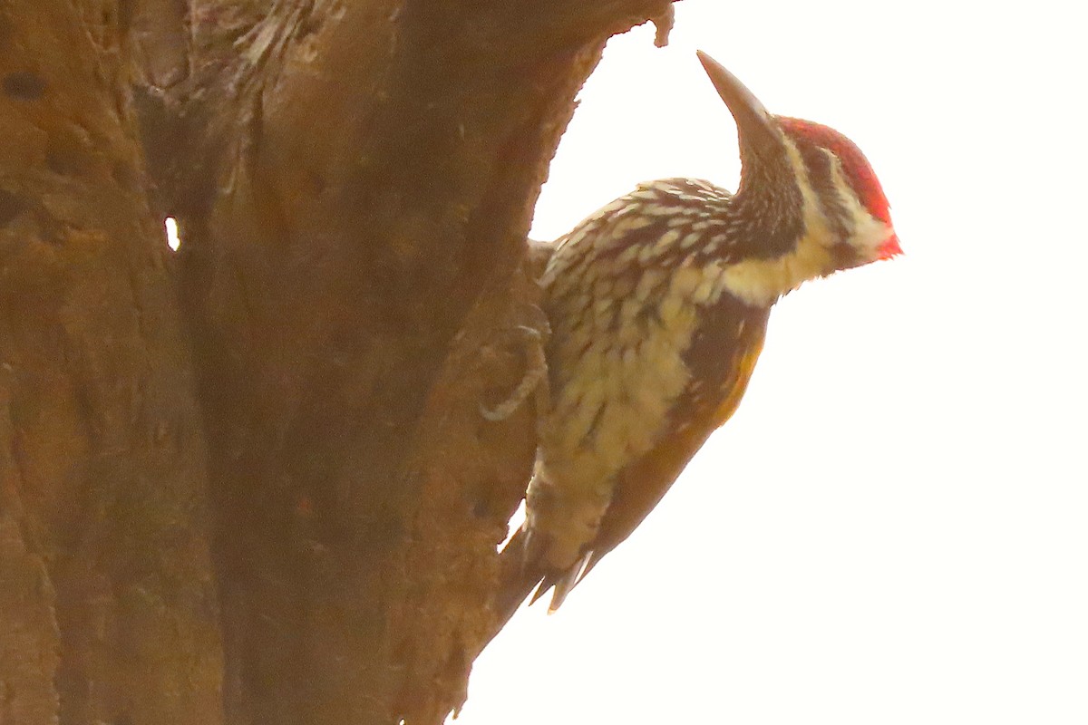 Black-rumped Flameback - ML640939192