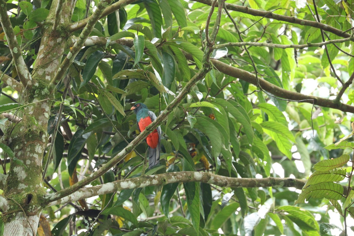 Slaty-tailed Trogon - ML640939213
