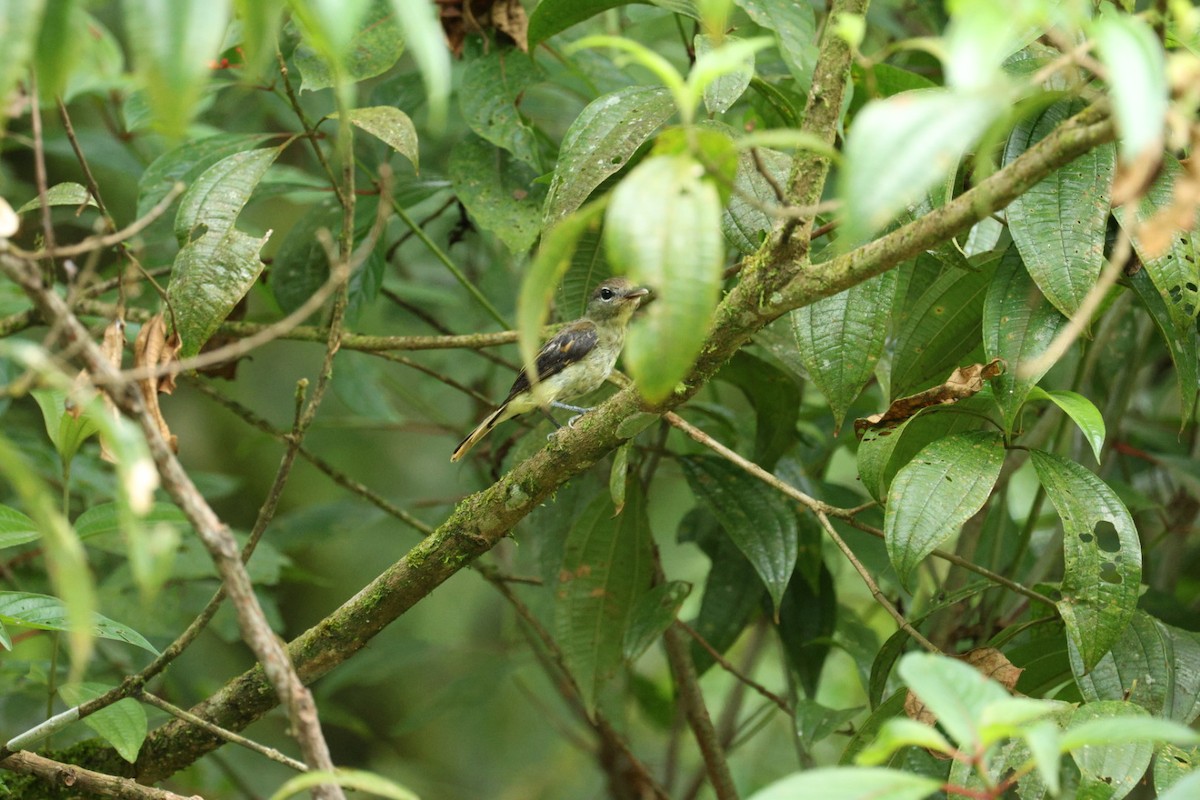 White-winged Becard - ML640939228