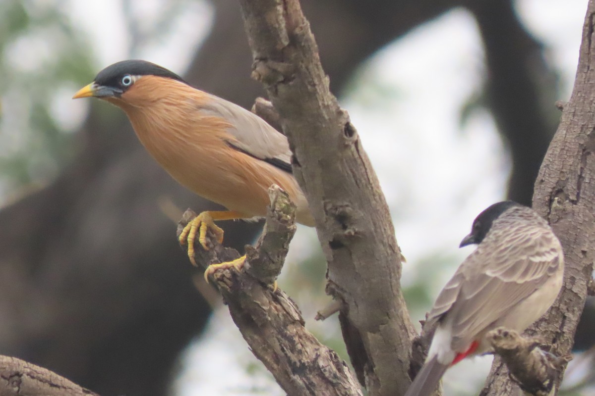 Brahminy Starling - ML640939252