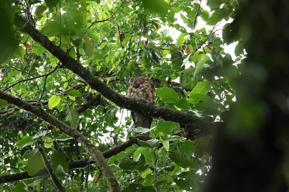 Great Potoo - ML640939268