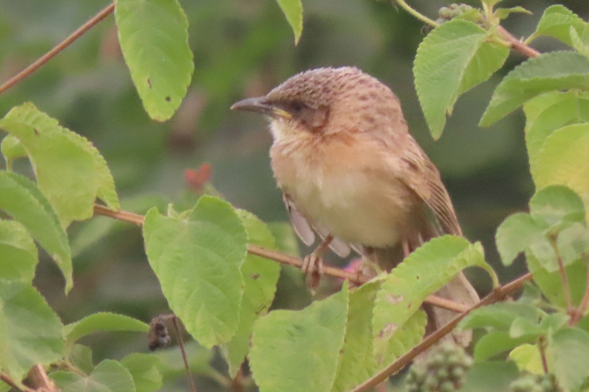 Common Babbler - ML640939270