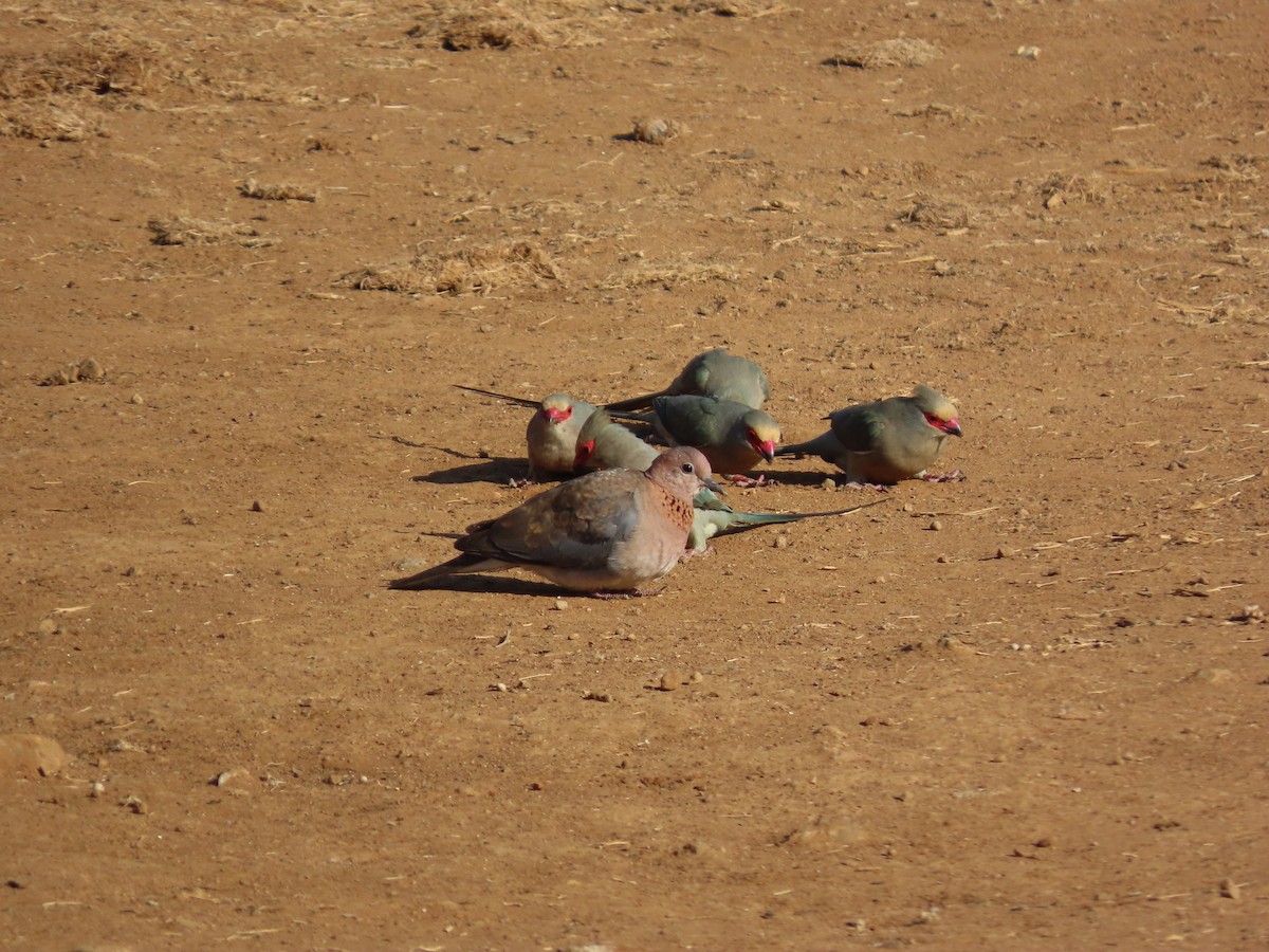 Red-faced Mousebird - ML640939272
