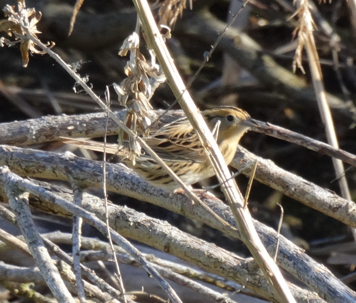 LeConte's Sparrow - ML640939281