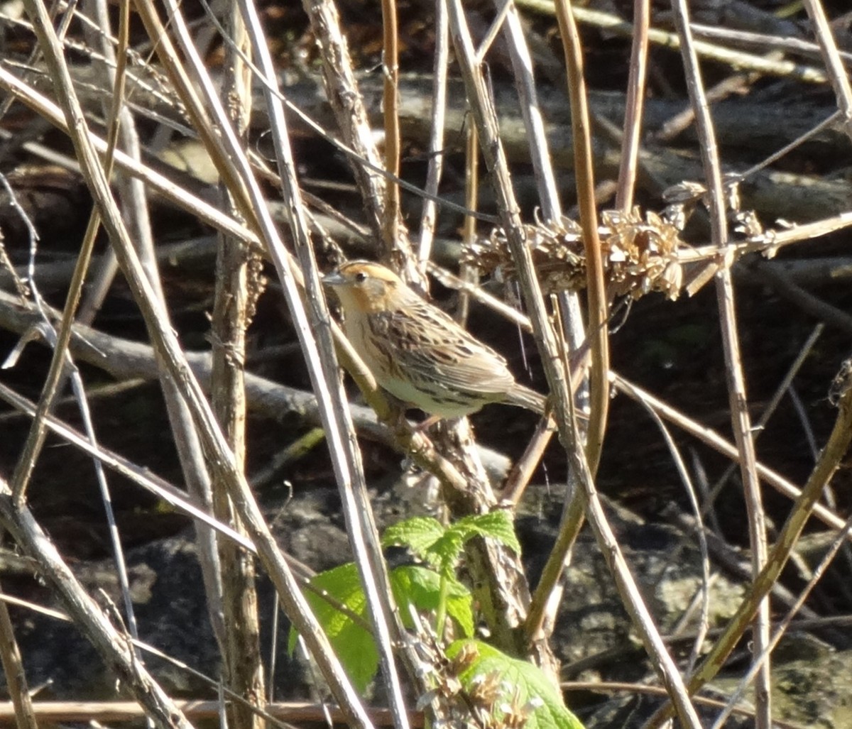 LeConte's Sparrow - ML640939285