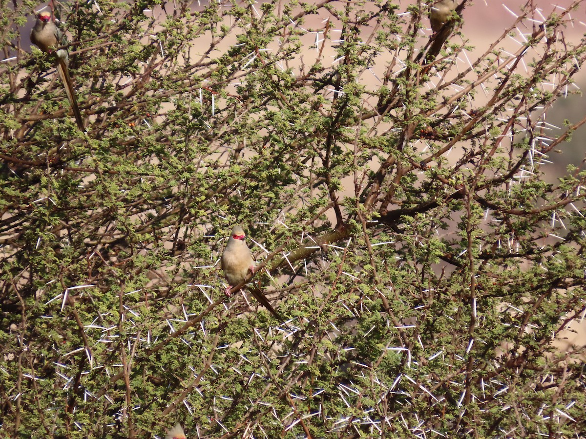 Red-faced Mousebird - ML640939296