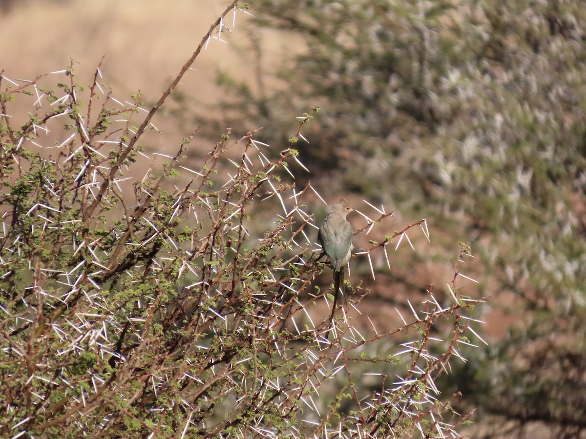 Red-faced Mousebird - ML640939298