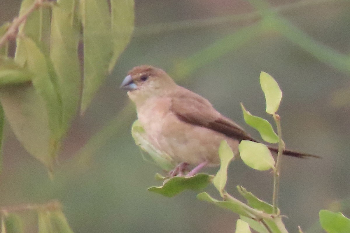 Indian Silverbill - ML640939301