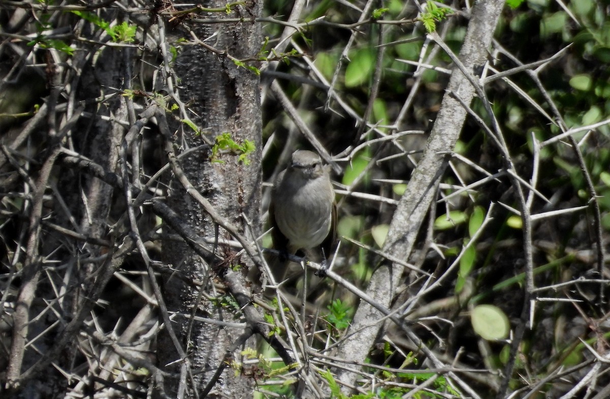 Tumbesian Tyrannulet - ML640939324