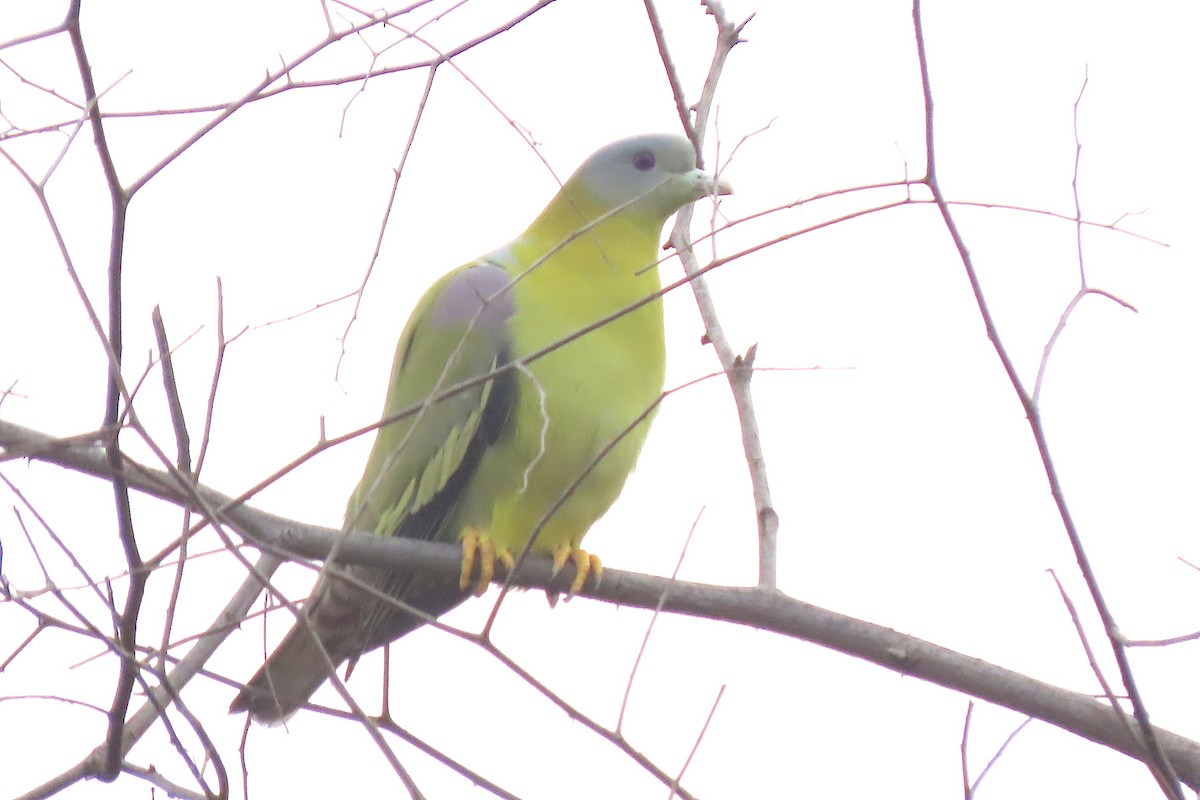 Yellow-footed Green-Pigeon - ML640939328