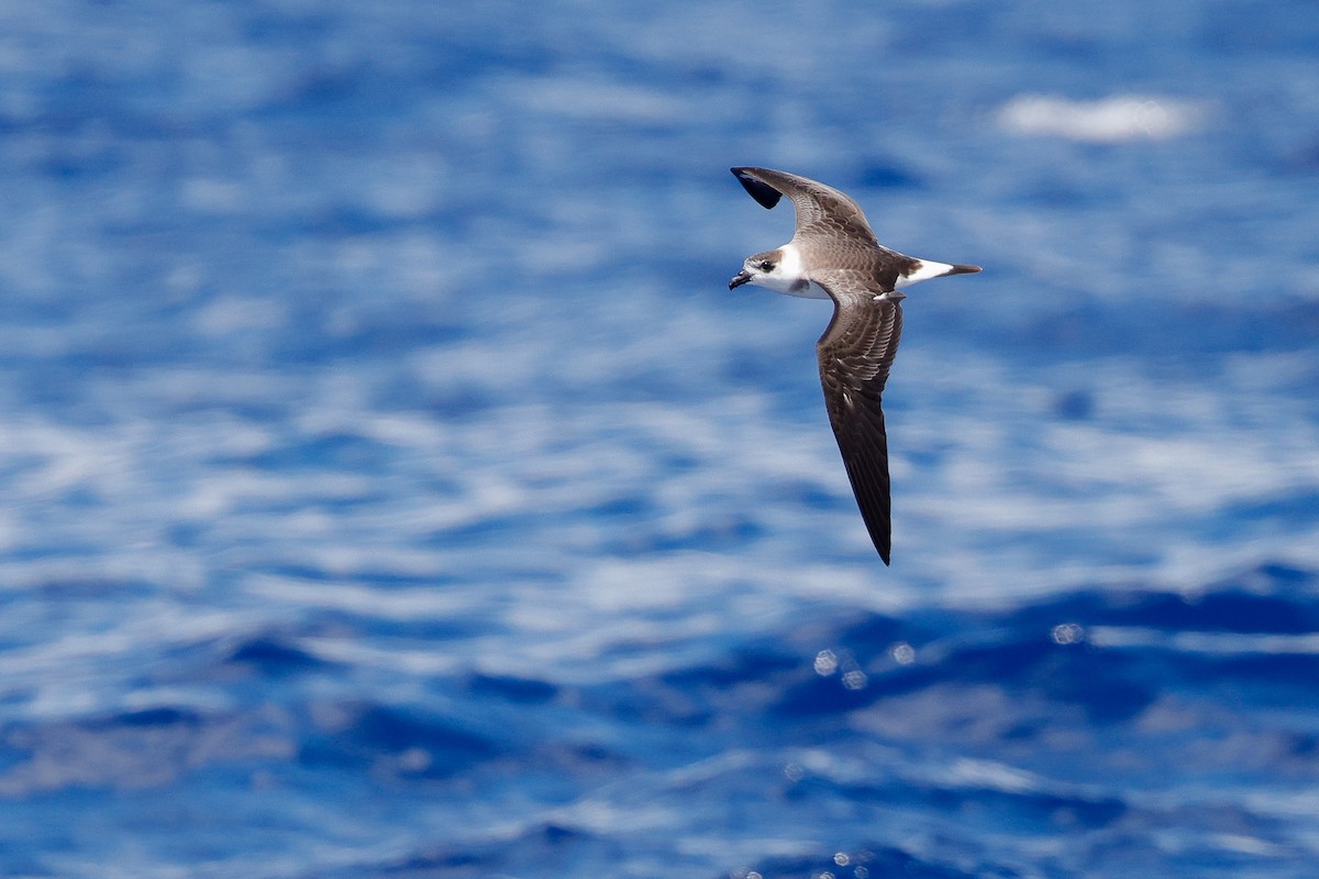 Black-capped Petrel (White-faced) - ML640939336