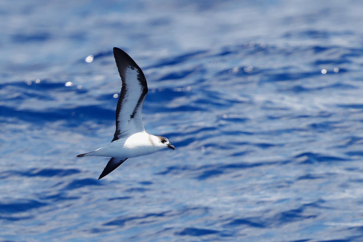 Black-capped Petrel (White-faced) - ML640939337