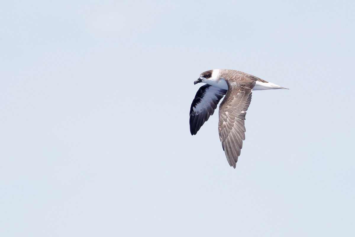 Black-capped Petrel - ML640939349