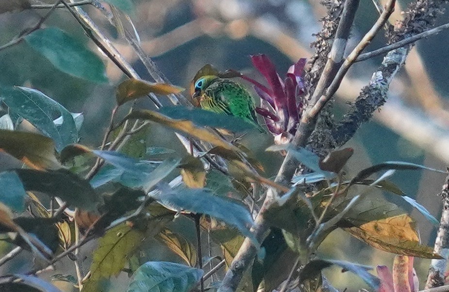 Brassy-breasted Tanager - ML640939366