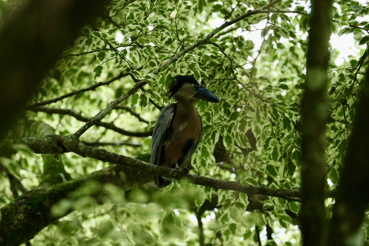 Boat-billed Heron - ML640939377