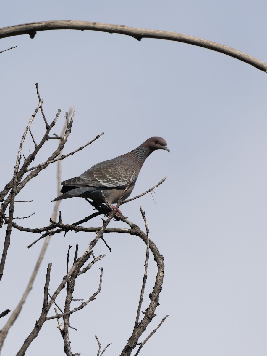 Picazuro Pigeon - ML640939378