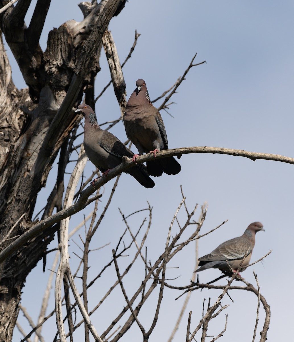 Picazuro Pigeon - ML640939379