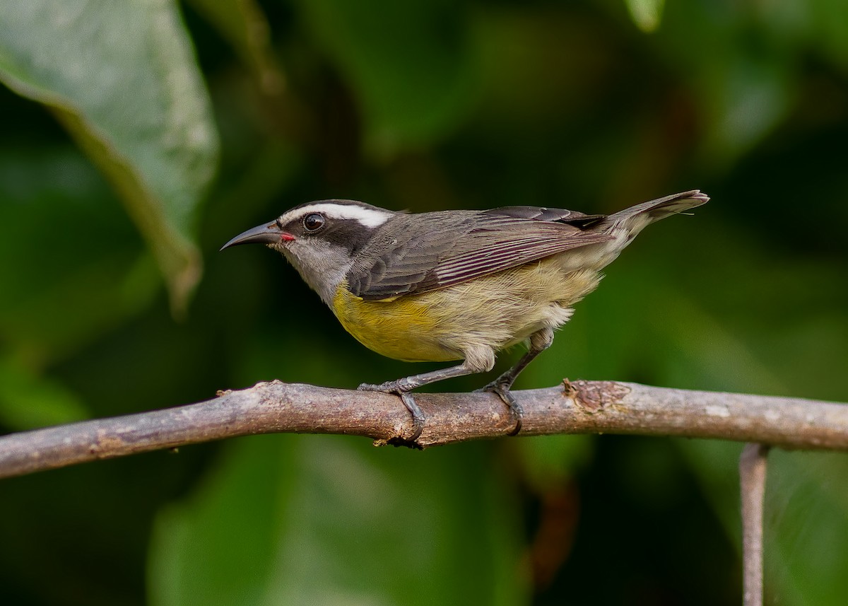 Bananaquit - ML640939382
