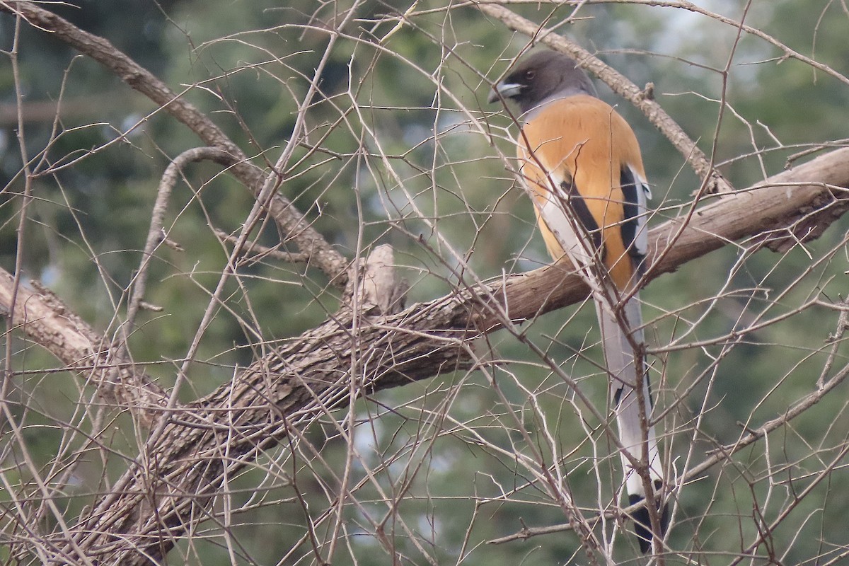 Rufous Treepie - ML640939396