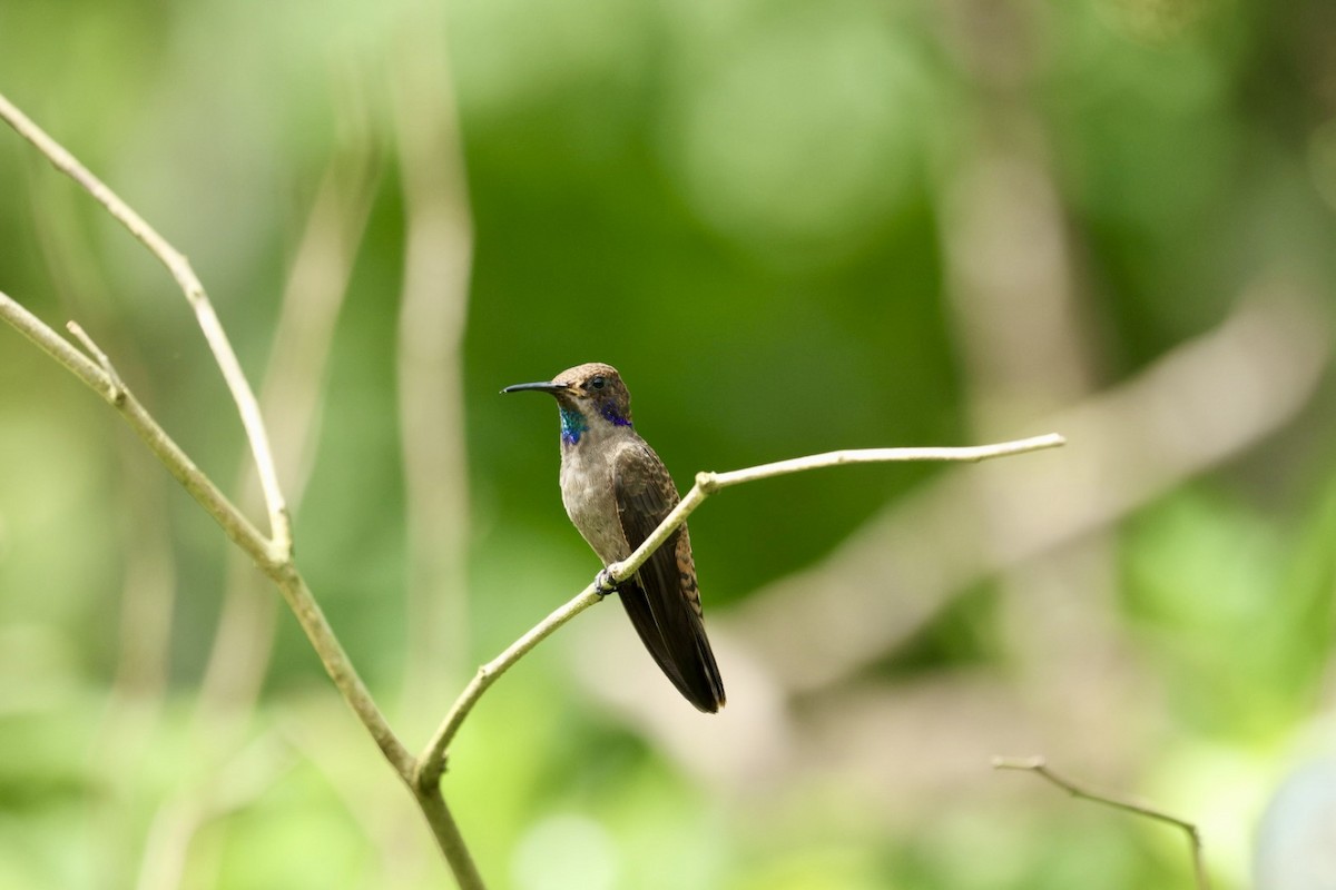 Brown Violetear - ML640939400