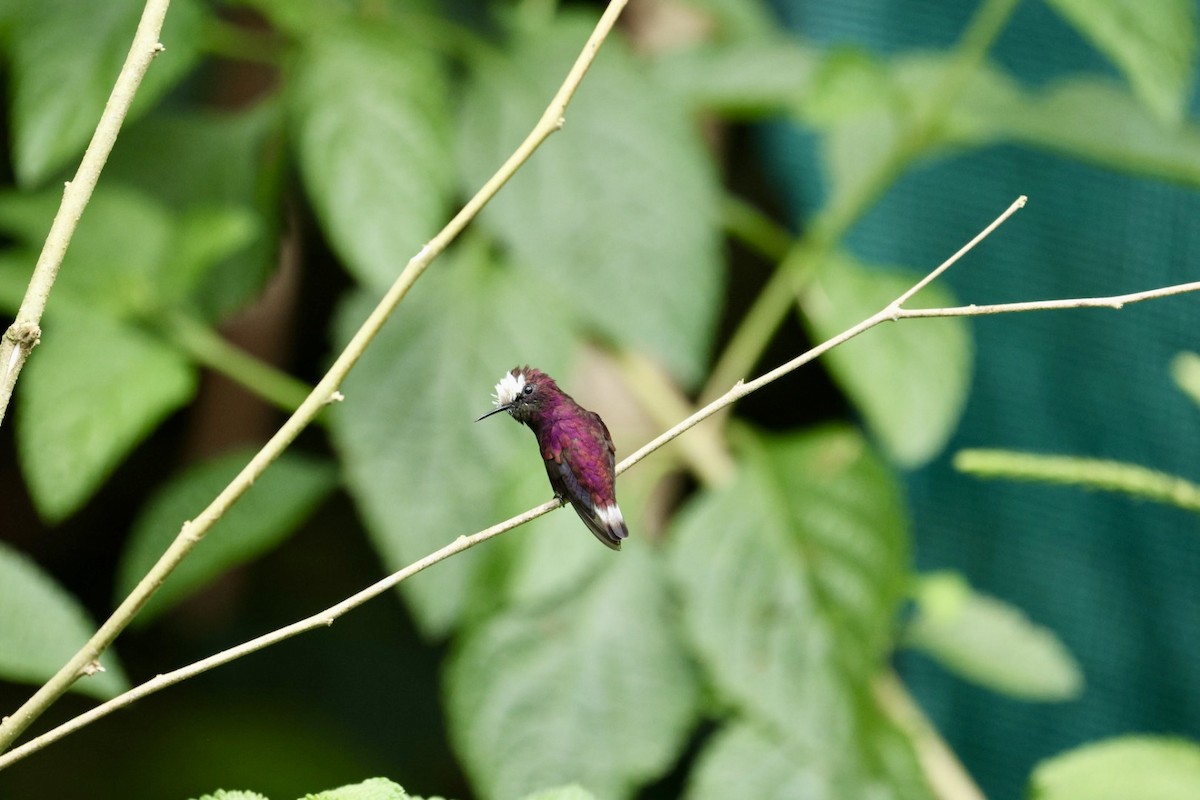 Snowcap - ML640939408