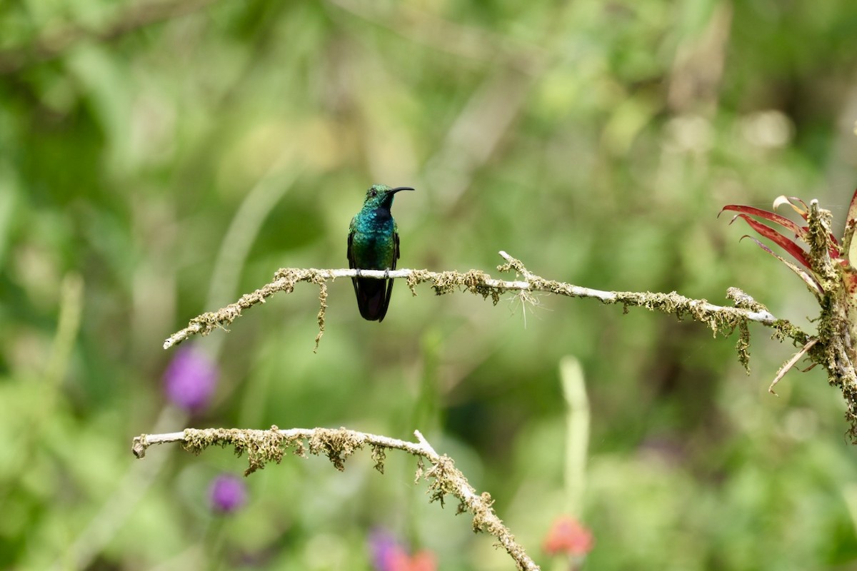 Green-breasted Mango - ML640939426