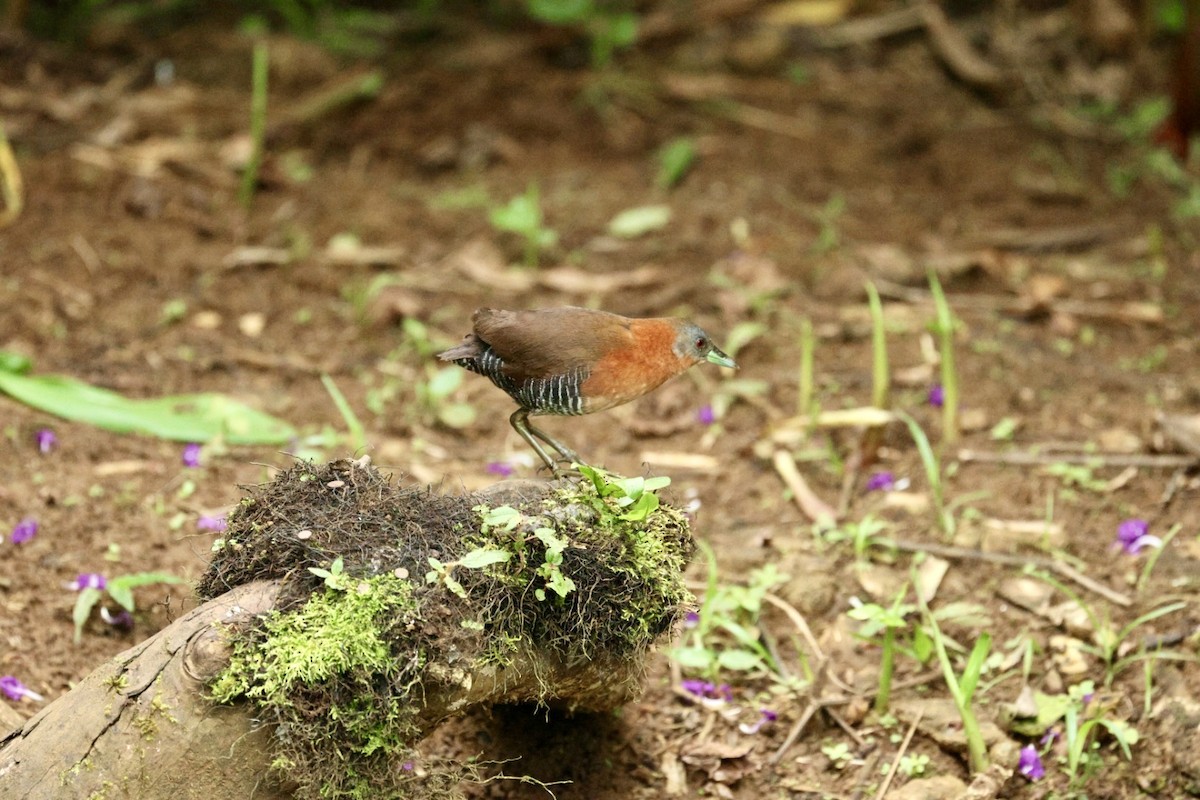 White-throated Crake - ML640939432
