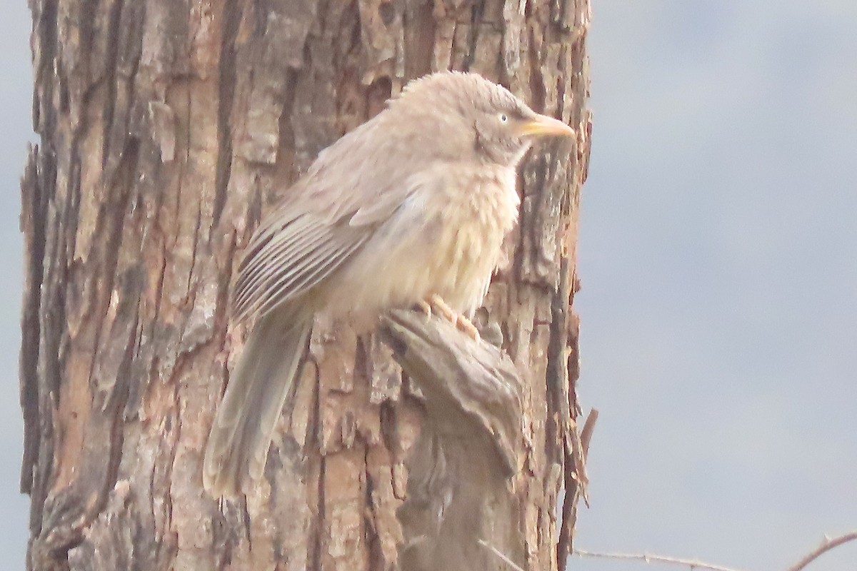 Jungle Babbler - ML640939452